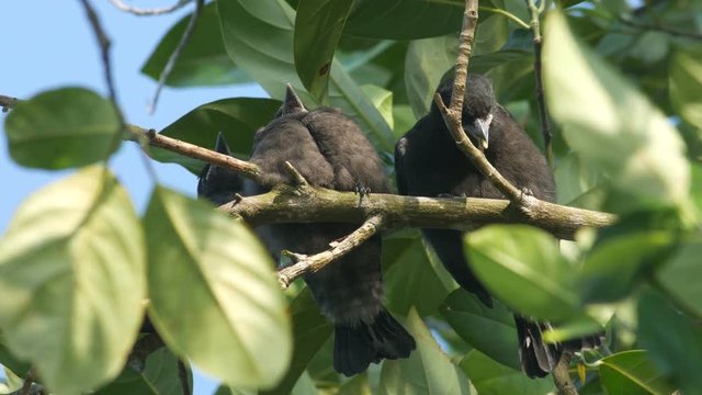 three young black drongo bird are relaxing on the tree branch