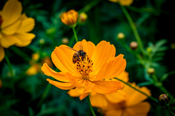 Yellow flower on green leaves
