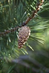 Evergreen Cone