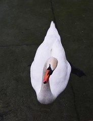 Little swan on the lake - 159011139