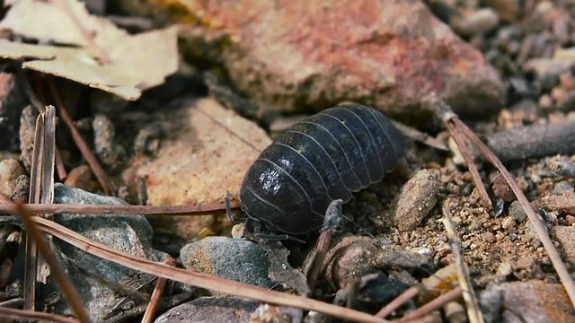 Oniscidae Oniscidea Armadillidium vulgare, terrestrial crustacean over sand