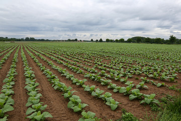 Agriculture / Tobacco Plantation / Growing tobacco