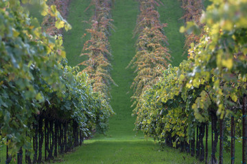 Grape Vineyards in Autumn Russian River Valley Wine Growing Region Sonoma Valley, California