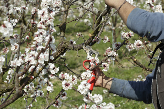 Pruning branches on a apricot tree