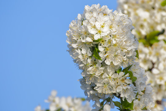 Cherry blossoms