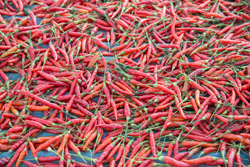 Red chilli peppers drying in the sun.