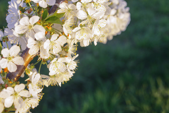 Cherry blossoms