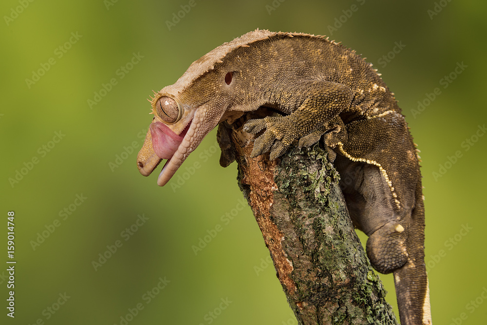 Poster Close up profile portrait of a gecko lizard balancing on the end of a branch licking its lips with the tongue showing