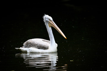 pelican