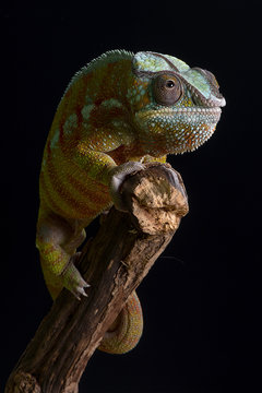 A head on close up portrait of a panther chameleon balancing on the top of a branch against a black background