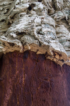 Details of Cork in a Sobreiro tree in Santiago do Cacem