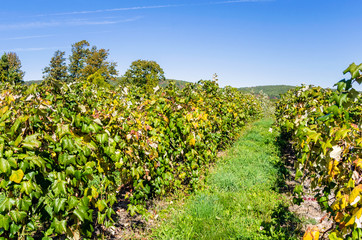 Fototapeta na wymiar View of a Vineyard under Blu Sky in Early Autumn