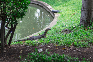 バンコク・オオトカゲ・リザード発生