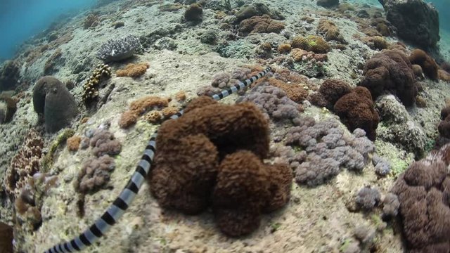 Banded Sea Krait Swimming on Reef