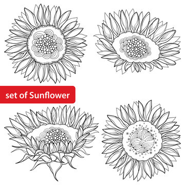 Vector set with outline open Sunflower or Helianthus flower isolated on white background. Floral elements in contour style with ornate Sunflowers for summer design and coloring book.