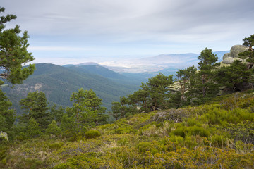 Fototapeta na wymiar Scots pine forest and padded brushwood (Cytisus oromediterraneus and Juniperus communis) in Siete Picos (Seven Peaks) range, Guadarrama Mountains National Park, province of Segovia, Spain