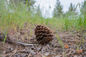 Pine cone on the trail