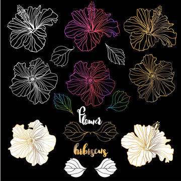 Vector elegant decorative hibiscus flowers, design elements