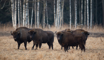 A Herd Of European Bison Grazing On The Field.Five Large Brown Aurochs ( Bison bonasus ) On The Birch Forest Background. Five Bulls With Big Horns In The Bialowieza Forest Reserve.Belarus,Poland.