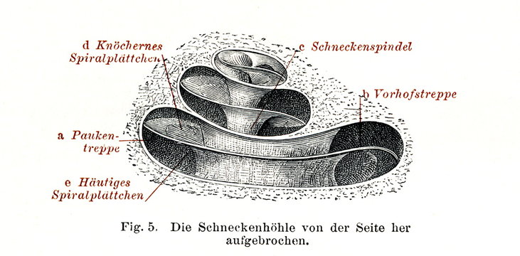 Cochlea (from Meyers Lexikon, 1896, 13/134/135)