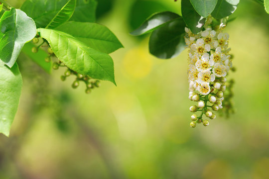 A branch of a blossoming bird cherry. Floral natural background. Free space for text. flowers cherry close up on blurred green background