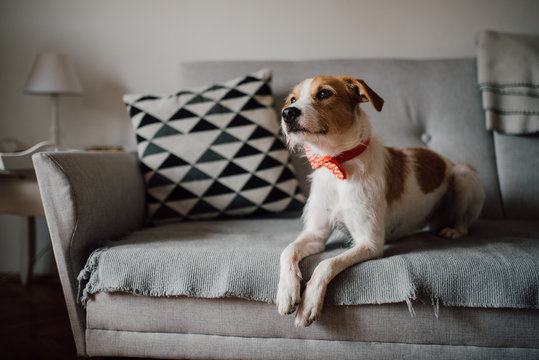 Adorable dog portrait with bow tie