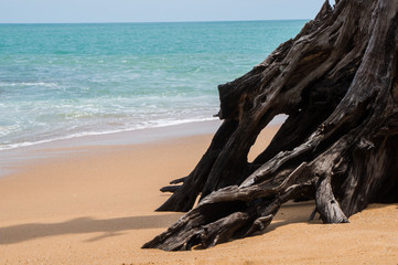Fototapeta na wymiar Tree roots on the beach