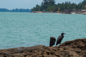 Pacific reef egrets on a rock