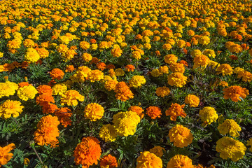 Fototapeta na wymiar Tagetes or marigold colorful flowerbed