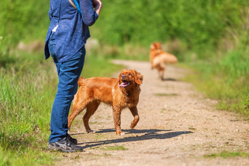 woman plays with a Nova Scotia duck tolling retriever