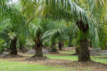 Date plantation in southeast Asia