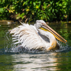 Beautiful pelican in the lake, Germany