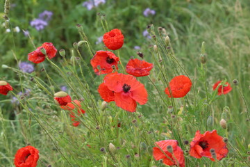 Beautiful wild flowers / Red poppy flowers