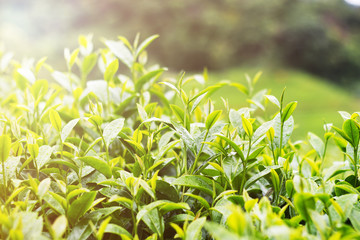 Obraz premium Green tea bud and fresh leaves on blurred background