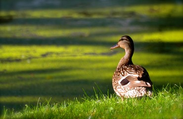 Common Mallard 