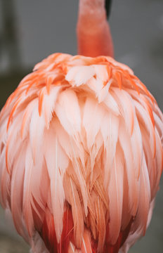 colorful plumage of a flamingo