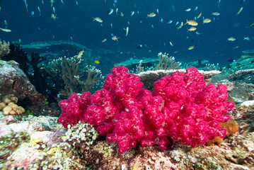 Fototapeta na wymiar Soft coral
