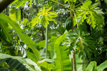 Papaya tree and fruit