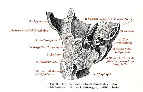 Horizontal cross section of left temporal bone and inner ear  (from Meyers Lexikon, 1896, 13/134/135)