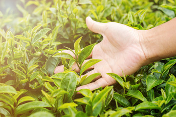 Green tea bud and fresh leaves on blurred background