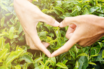 Green tea bud and fresh leaves on blurred background