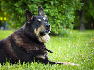 Beautiful large German shepherd on a green lawn resting