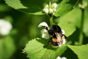 bumblebee pollinating flowers nettle