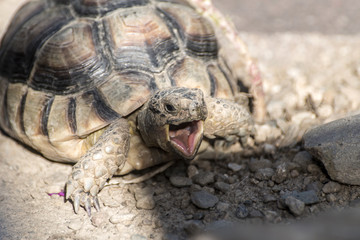 Turtle Testudo Marginata european landturtle closeup wildlife open mouth