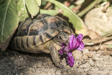 Turtle Testudo Marginata european landturtle eating purple flower closeup wildlife