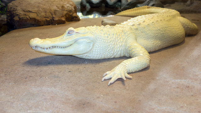 largest white alligator