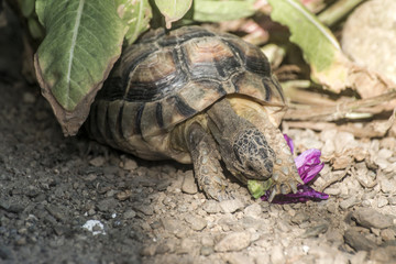 Turtle Testudo Marginata european landturtle eating purple flower closeup wildlife