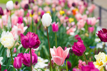 Field of tulips in a park on a sunny day, low focus