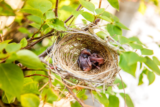 A little birds new born on nest.