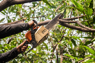 Lumberjack in a black shirt sawing a chainsaw on mango tree.
